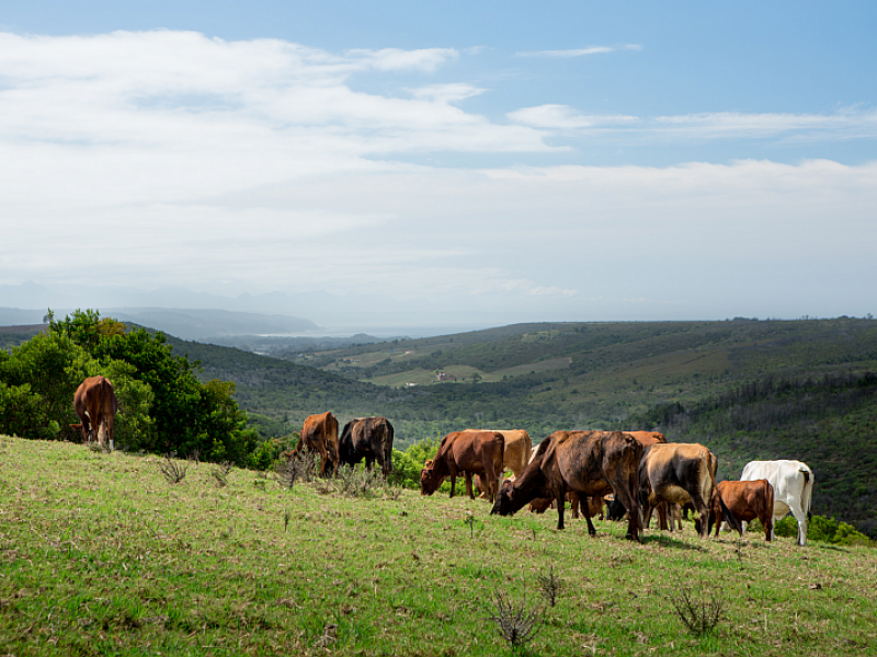 Wittedrift Butchery